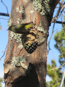 bird feeders and chips 013