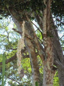 bird feeders and chips 015